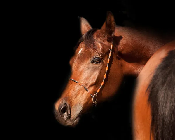Close-up de um cavalo árabe baía — Fotografia de Stock