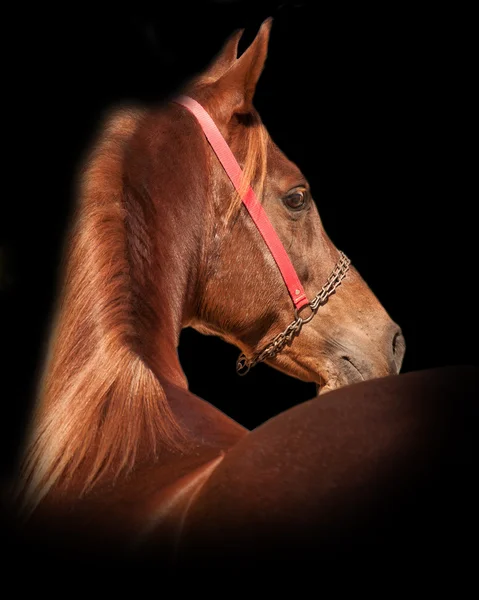 Portrait of bay arabian horse — Stock Photo, Image