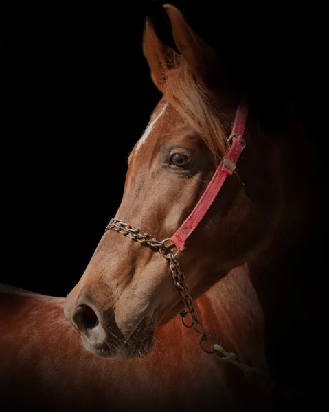 Portrait de cheval arabe de baie — Photo