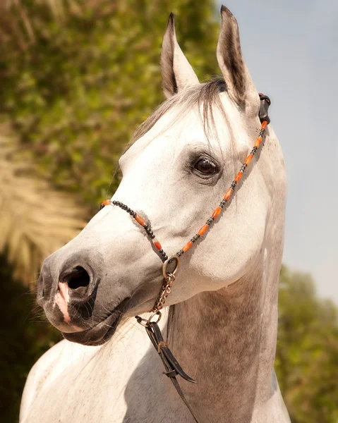 Portrait of white arabian horse — Stock Photo, Image