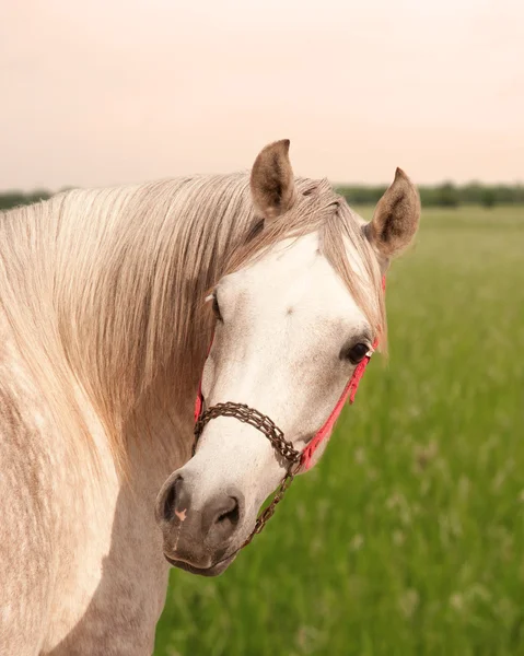白のアラビアの馬 — ストック写真