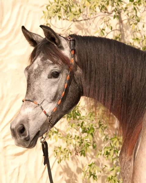 Grey arabian horse — стокове фото