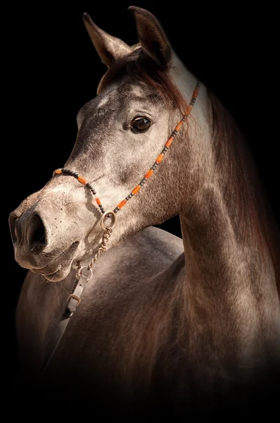 Grey arabian horse — Stock Photo, Image