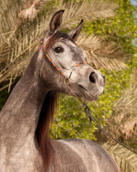 Cavalo-arábico cinzento — Fotografia de Stock