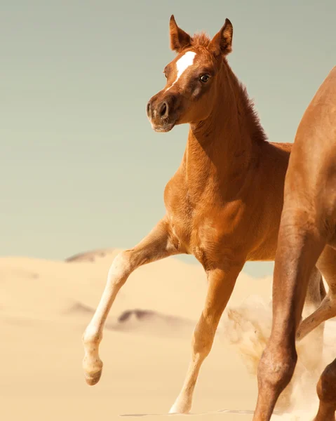 アクションで湾のアラビア馬 — ストック写真