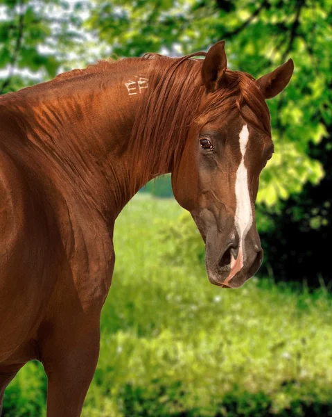 Πορτρέτο του κόλπου αραβικό άλογο — Φωτογραφία Αρχείου