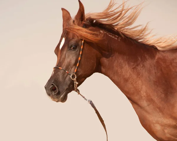Cavallo arabo della baia — Foto Stock