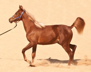 Bay arabian colt clipart