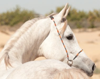 White arabian horse clipart