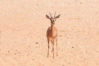 Baby oryx in desert clipart