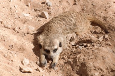 meerkat yakın çekim