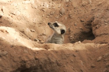 meraklı meerkat