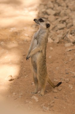 ayakta meerkat