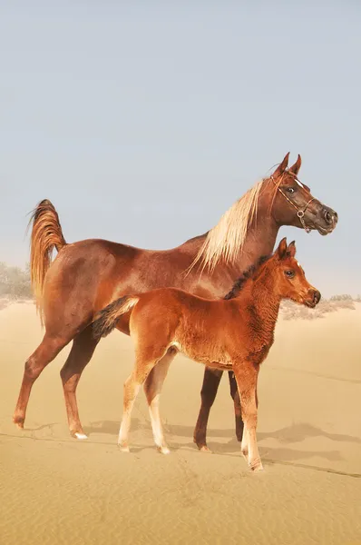 Stute und Fohlen arabische Pferde — Stockfoto