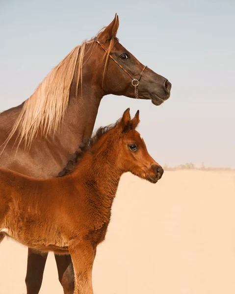 Cavalos árabes nus e potros — Fotografia de Stock