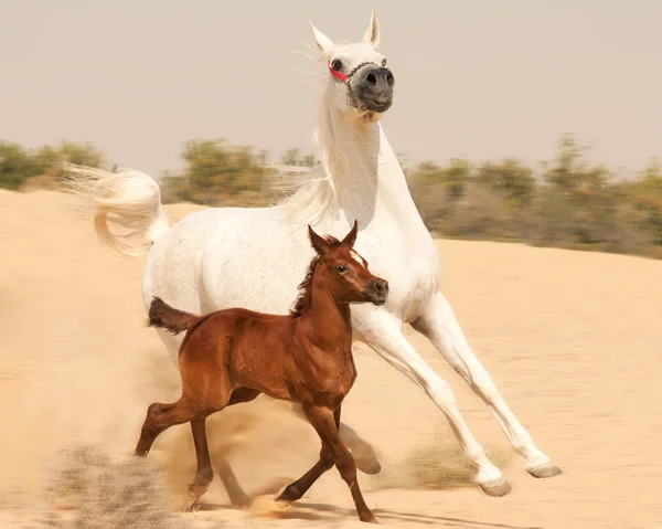 Mare and foal arabian horses — Stock Photo, Image