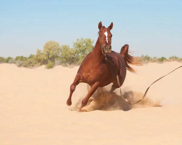 Bay arabian galloping — Stock Photo, Image