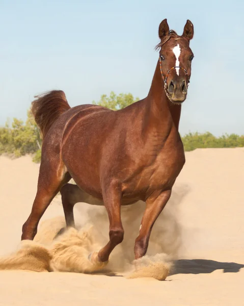 Bay arabian galloping — Stock Photo, Image