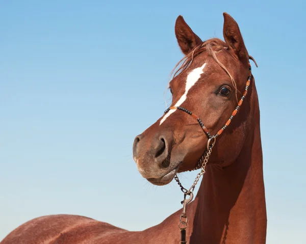 Cavallo arabo della baia — Foto Stock