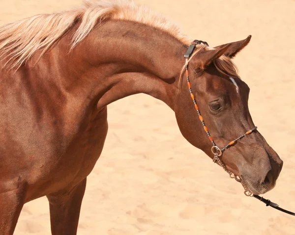 Close-up of a bay arabian horse — Stock Photo, Image