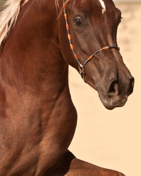 Primo piano di un cavallo arabo di baia — Foto Stock