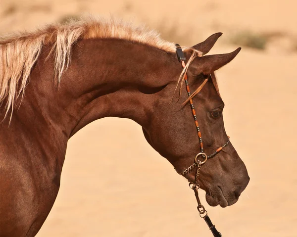 Close-up van een baai Arabische paard — Stockfoto