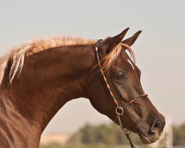 Close-up of a bay arabian horse — Stock Photo, Image