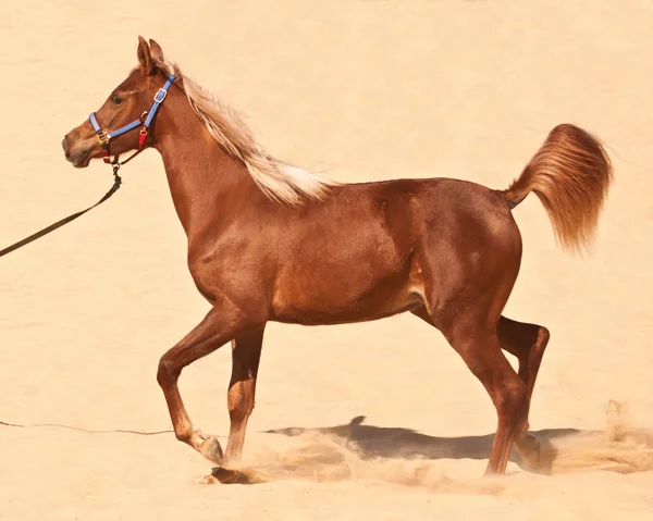 Арабийский кольт — стоковое фото