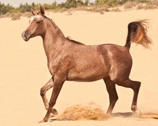 Арабийский кольт — стоковое фото