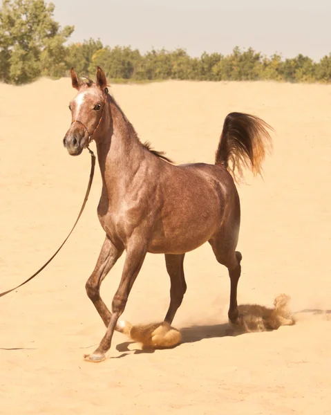 Grey arabian colt — Stock Photo, Image