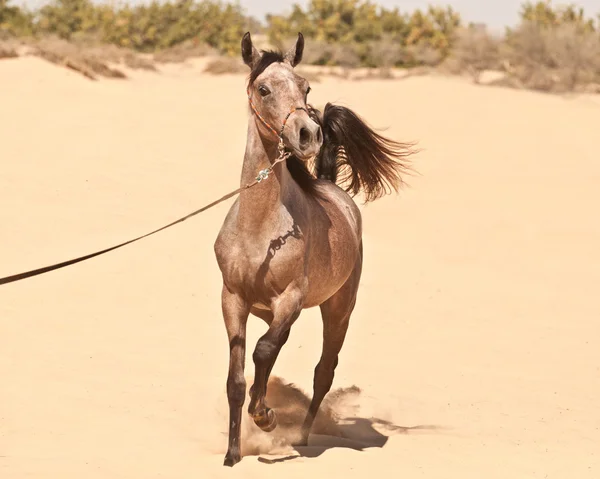 Серый арабийский кольт — стоковое фото