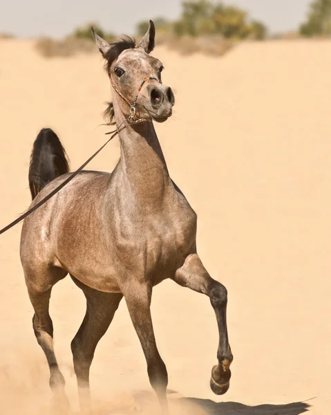 Grey arabian colt — Stock Photo, Image