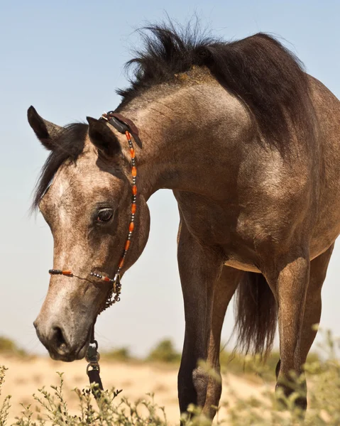 Серый арабийский кольт — стоковое фото