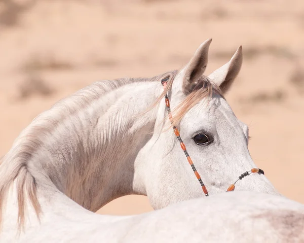 Retrato de cavalo arábico branco — Fotografia de Stock