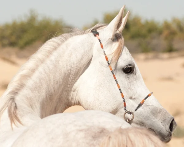 Άσπρο αραβικό άλογο — Φωτογραφία Αρχείου