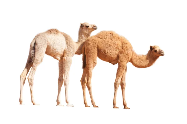 Baby kamelen geïsoleerd — Stockfoto