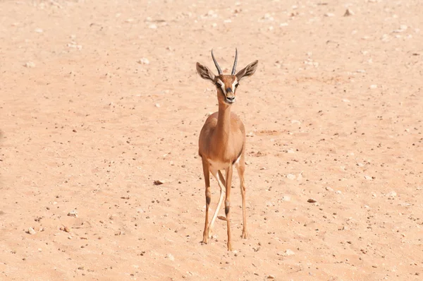 Oryx bebê no deserto — Fotografia de Stock