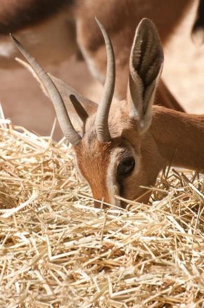Baby oryx gazelle — Stock Photo, Image
