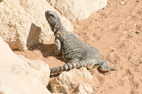 stock image Lizard