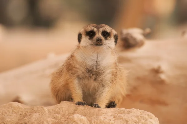 Cute Meerkat — Stock Photo, Image