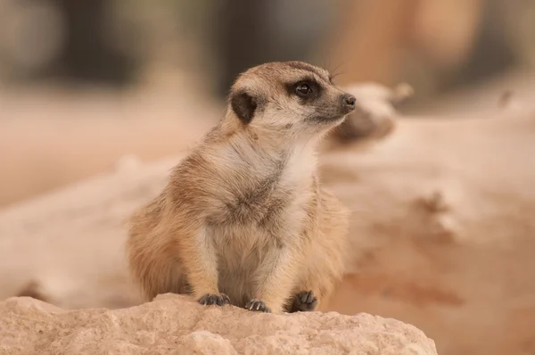 Cute meerkat on the rock — Stock Photo, Image