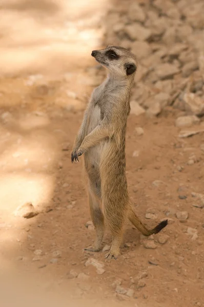 Standing Meerkat — Stock Photo, Image