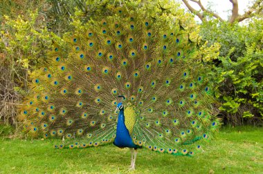 Beautiful peacock clipart