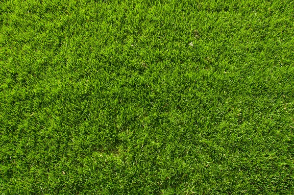 Textura del campo de hierba —  Fotos de Stock