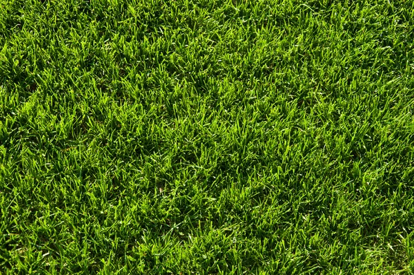 Textura do campo de grama — Fotografia de Stock