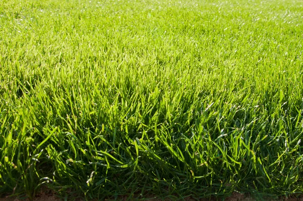 Textura del campo de hierba —  Fotos de Stock