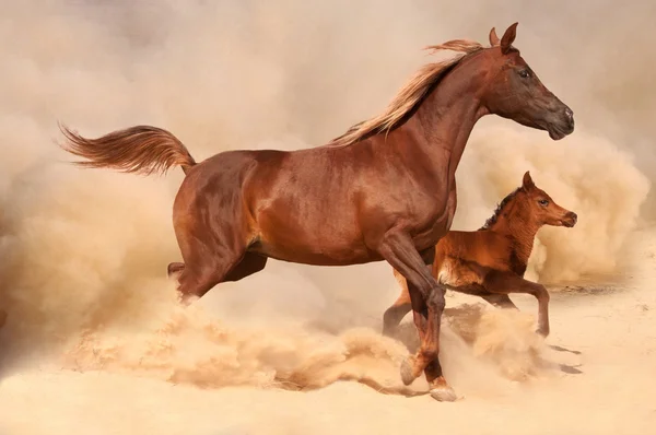 2 reinrassige arabische Pferde — Stockfoto