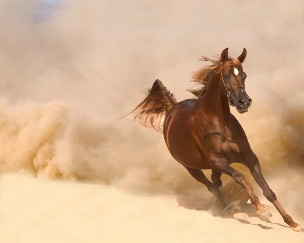 Purebred arabian horse — Stock Photo, Image