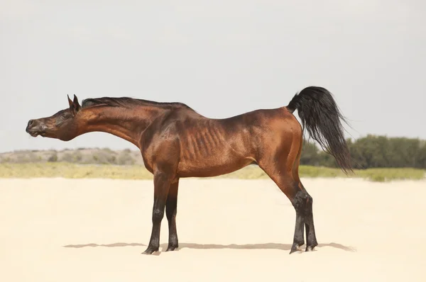 Renrasig arabian stallion — Stockfoto