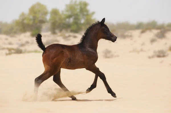 Dark brown arabian foal — Stock Photo, Image